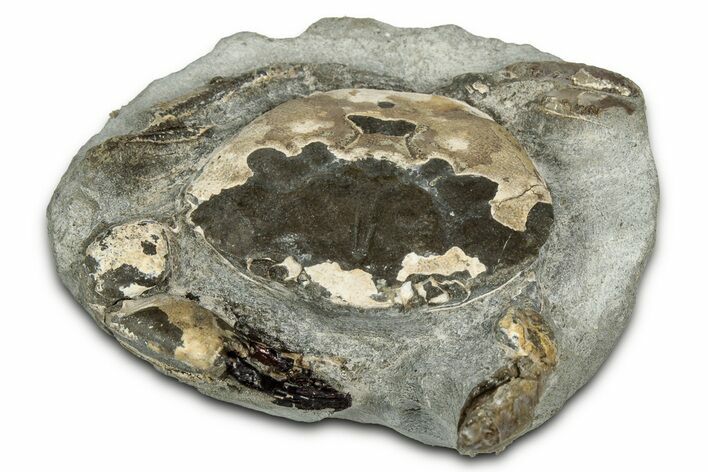 Oligocene Fossil Crab (Branchioplax) - Washington State #355009